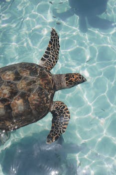 A sea turtle gracefully swimming in the turquoise waters of Cancun, Mexico, showcasing its natural beauty.